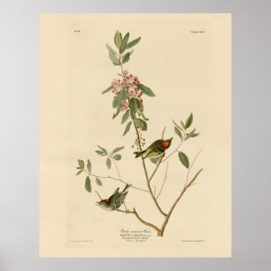 Póster Ruby coronó Wren (Kinglet) Aves Audubon América