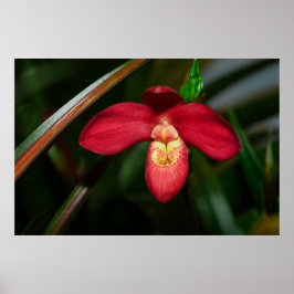 Póster Ruby Red Lady Slipper Orchid Orchid Poster
