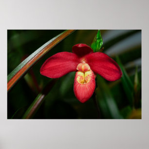 Póster Ruby Red Lady Slipper Orchid Orchid Poster