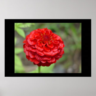 Póster Ruby Red Zinnia
