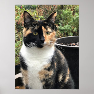 Póster Ruby The Big Kitten, de 20 meses