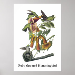 Póster Ruby-throated Hummingbird, John Audubon