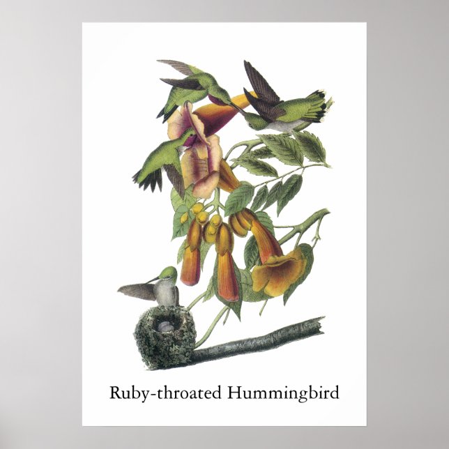 Póster Ruby-throated Hummingbird, John Audubon (Frente)