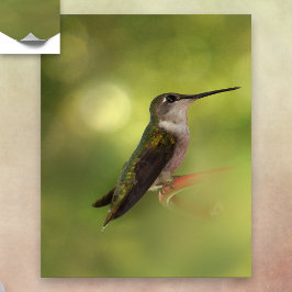 Póster Ruby Throated Hummingbird Poster