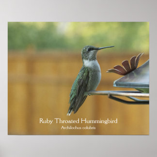 Póster Ruby Throed Hummingbird