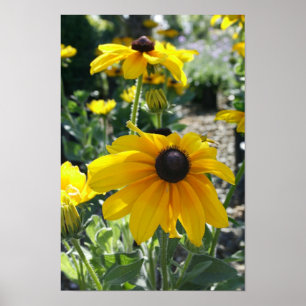 Póster "Rudbeckia Bloom"