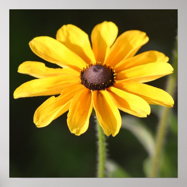 Póster Rudbeckia Daisy (Frente)