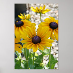 Póster "Rudbeckia en ascenso"