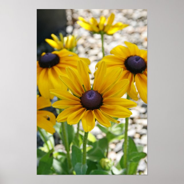 Póster "Rudbeckia en ascenso" (Frente)