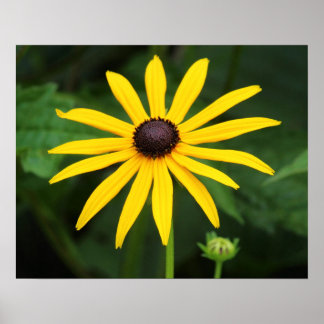 Póster Rudbeckia hirta