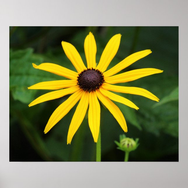Póster Rudbeckia hirta (Frente)