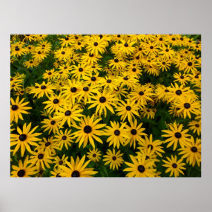 Póster Rudbeckia Hirta (Susans de ojos negros)