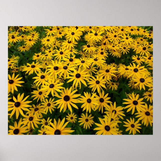 Póster Rudbeckia Hirta (Susans de ojos negros) (Frente)