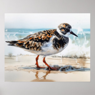 Póster Ruddy Turnstone Bird Art Print Poster