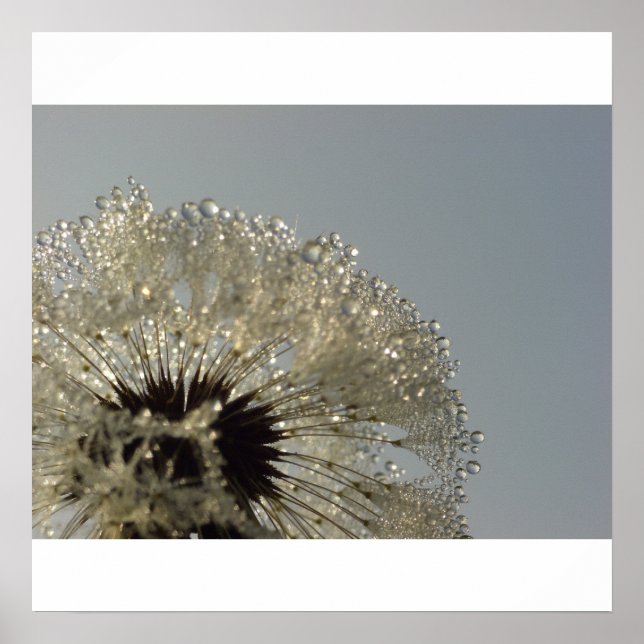Póster Rueda de gotas - Dandelion con gotas (Frente)
