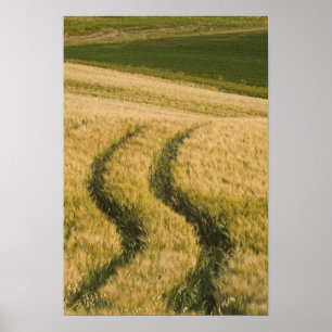 Póster Ruedas de tractores a través del trigo, Toscana, I