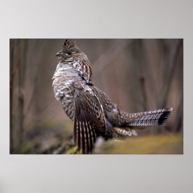 Póster Ruffed Grouse (Frente)
