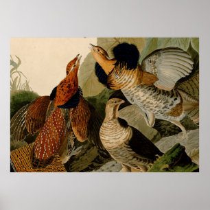 Póster Ruffed Grouse Audubon Game Bird