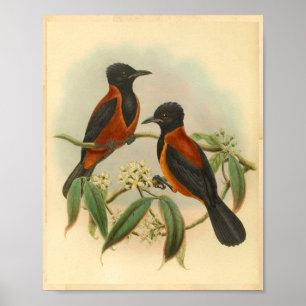 Póster Rufous Black Wood Shrike Vintage Red Bird Print