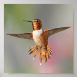 Póster Rufous hummingbird Blank Note Card