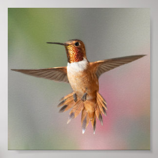 Póster Rufous hummingbird Blank Note Card