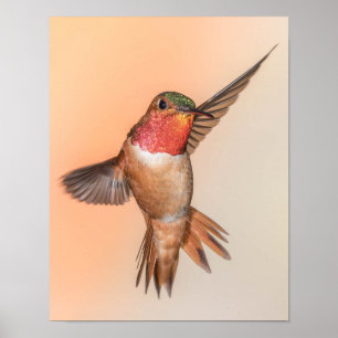 Póster Rufous Hummingbird en una imponente rosa