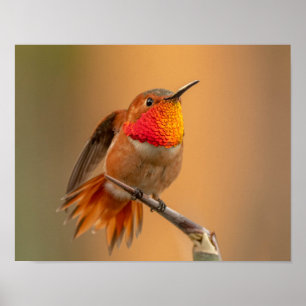 Póster Rufous Hummingbird & Rufled Feathers