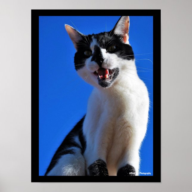 Póster Rugido del gato doméstico (Frente)