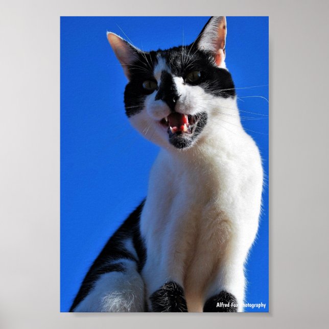 Póster Rugido del gato doméstico (Frente)