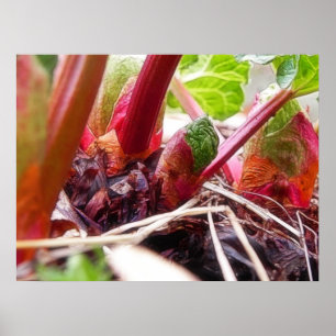 Póster Ruibarbo que brota en el jardín de la primavera
