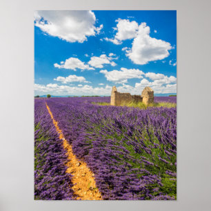 Póster Ruina en el campo de lavanda, Francia