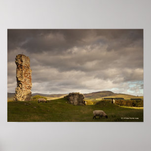Póster Ruinas del castillo de Cessford con las ovejas que