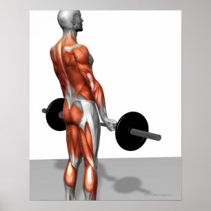 Póster Rumano Deadlift