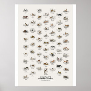 Póster Rumiantes - Biblioteca del Naturalista