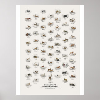 Póster Rumiantes - Biblioteca del Naturalista