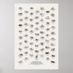 Póster Rumiantes - Biblioteca del Naturalista