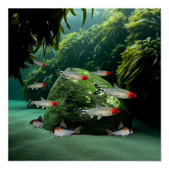 Póster Rummynose Tetras Corydoras Aquarium Fish (Anverso)