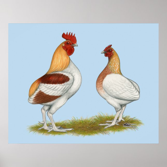 Póster Rumpidos de Manx (Frente)