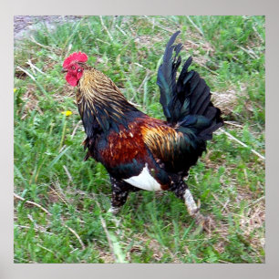 Póster Running Rooster Poster