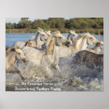 Running White Camargue Horses in Water Poster