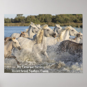 Póster Running White Camargue Horses in Water Poster