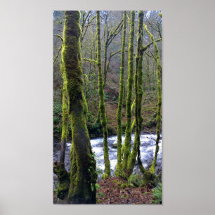 Póster Runoff from Bridal Veil Falls, Oregon