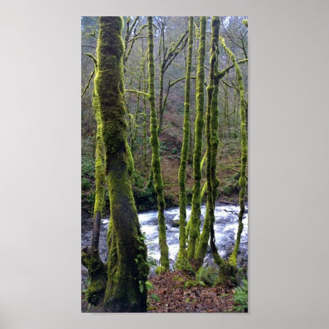 Póster Runoff from Bridal Veil Falls, Oregon (Frente)