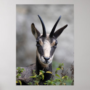 Póster Rupicapra rupicapra