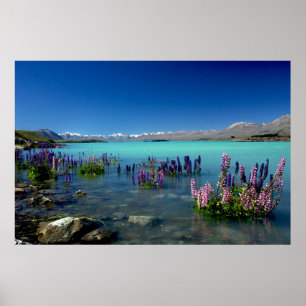 Póster Russell Lupins en Lago Tekapo, Nueva Zelanda