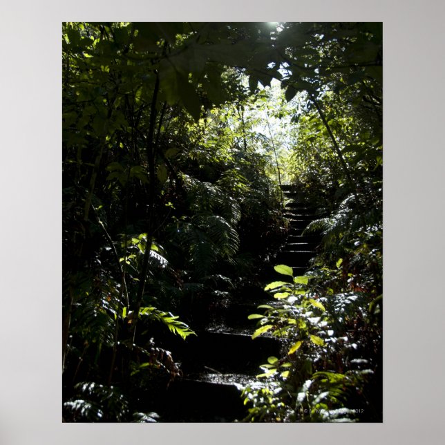 Póster Rustic staircase/footpath in forest, sunlight (Frente)