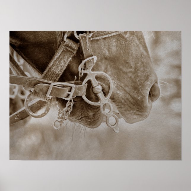 Póster Rústica de la Sepia Occidental del Caballo (Frente)