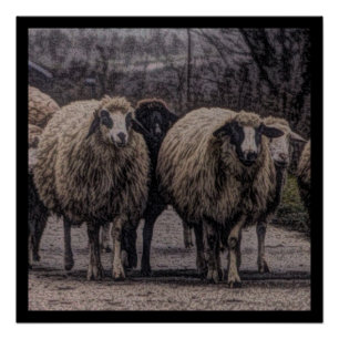 Póster Rústica granja de ranchos de campo para ovinos