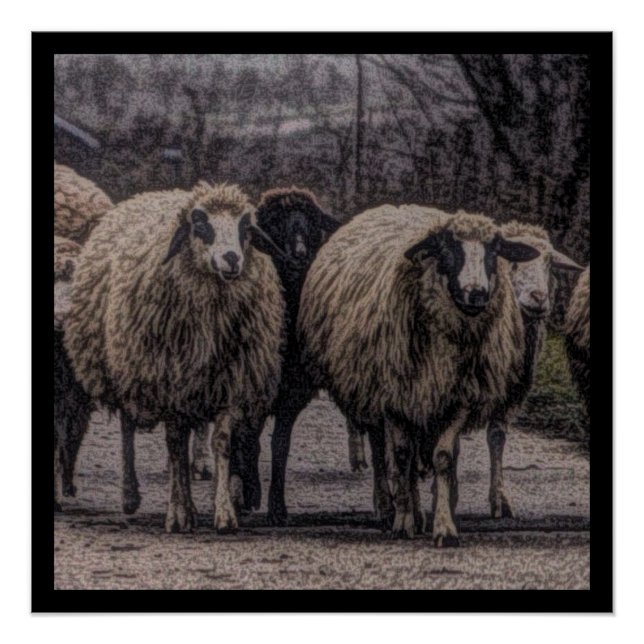 Póster Rústica granja de ranchos de campo para ovinos (Anverso)