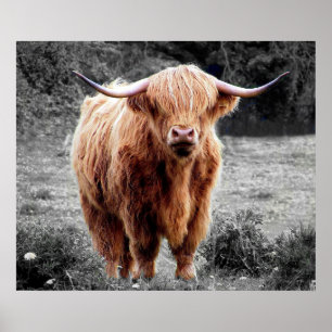 Póster Rústico Vaca de las Tierras Altas de Escoci